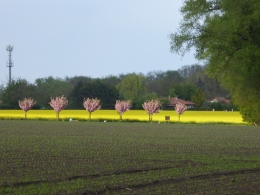 14a.JPG