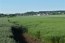 1_lan_psenice__predeleny_pasy_lnicky_2020.JPG