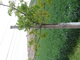 4__rok_2008_,_v_pozadi_navazeni_odpadu.jpg